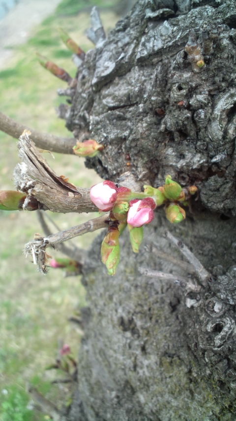 ڂ