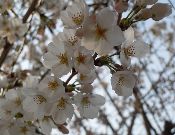 Ƃ肠