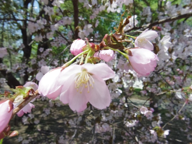 炫